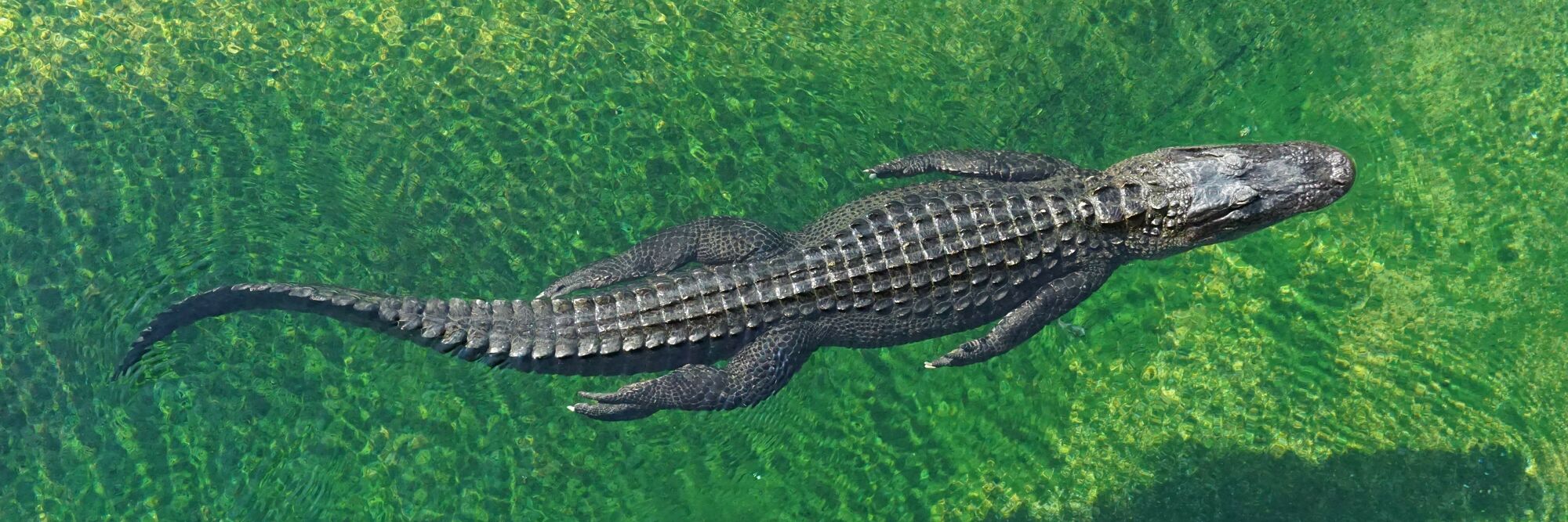 Krododil schwimmendes Krokodil
