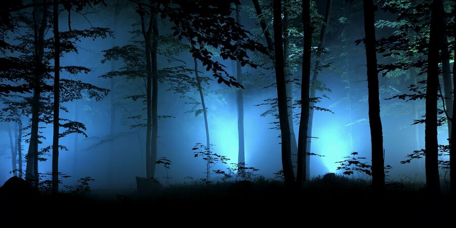 nachts im Wald