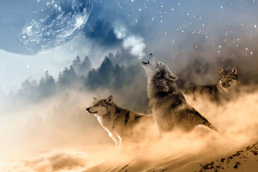 Wolf_groß.jpg