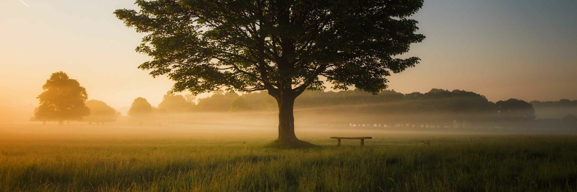 Baum im Sonnenaufgang