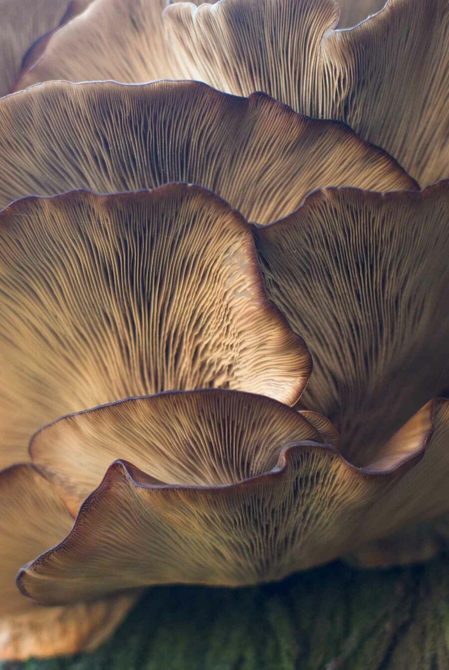 waldbaden-pilz.jpg