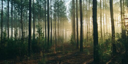 Wald