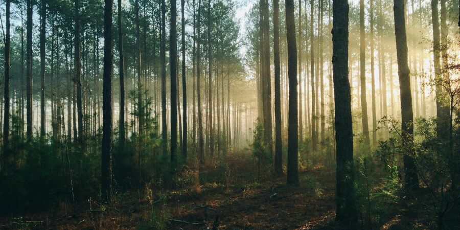 Wald